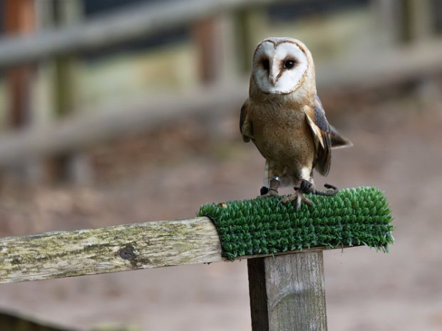 Wildlife