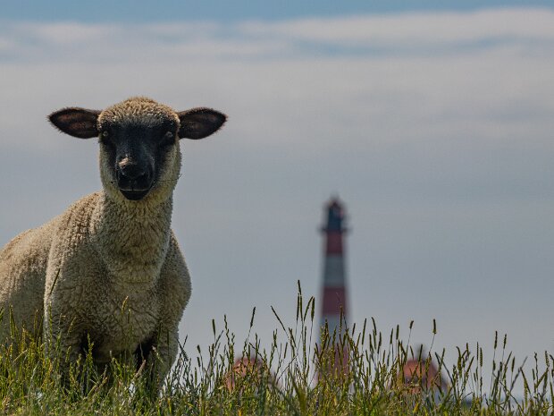 Naturfotografie im Wattenmeer